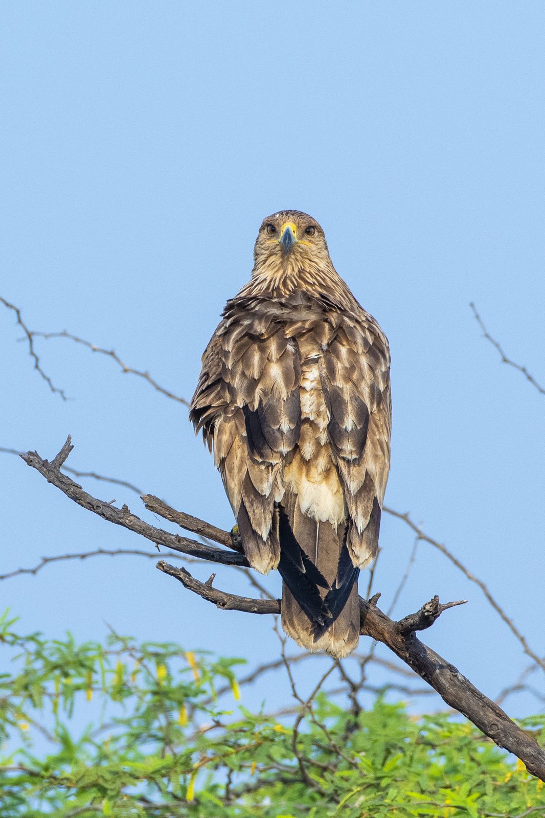 black kite